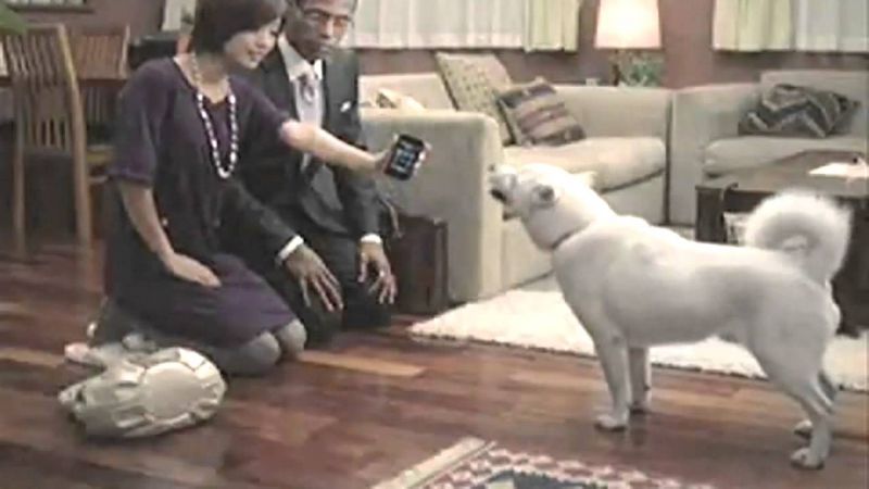 ông bố chó kai kun ông bố chó kai kun